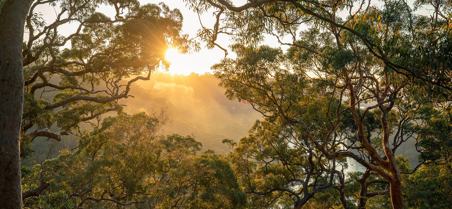 Australiana Collection