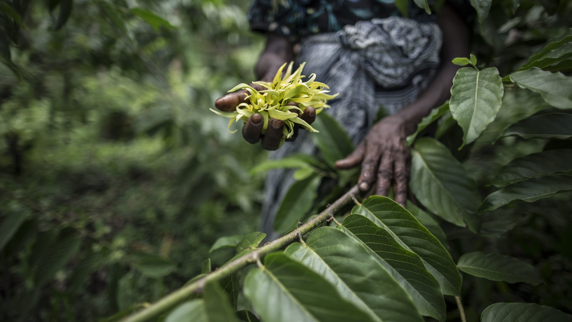 Ylang-Ylang Collection – Fraterworks