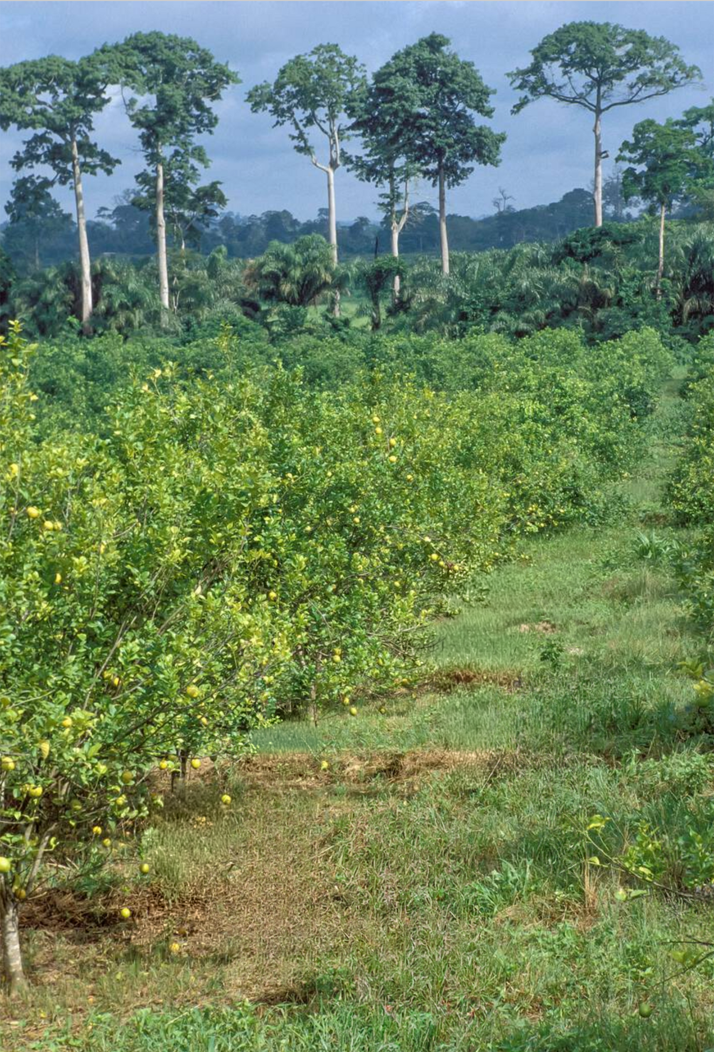 Bergamot Oil FCF, Côte d'Ivoire