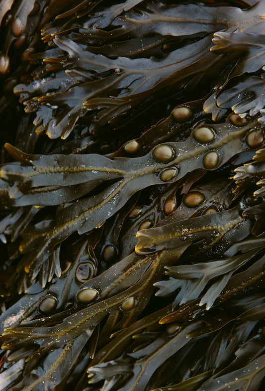 Seaweed Fucus Absolute