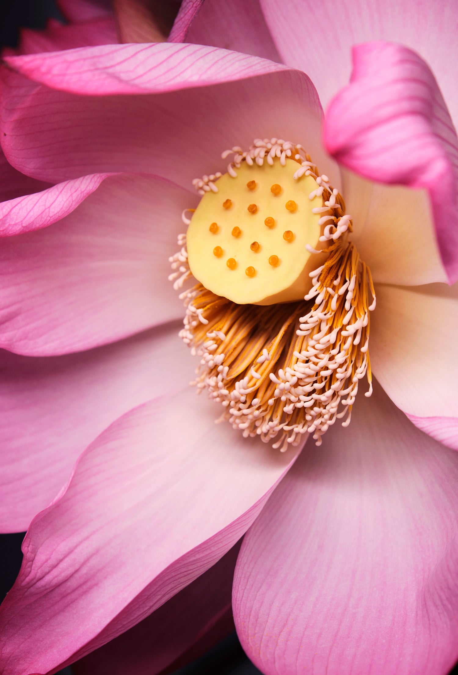Pink Lotus Absolute – Fraterworks