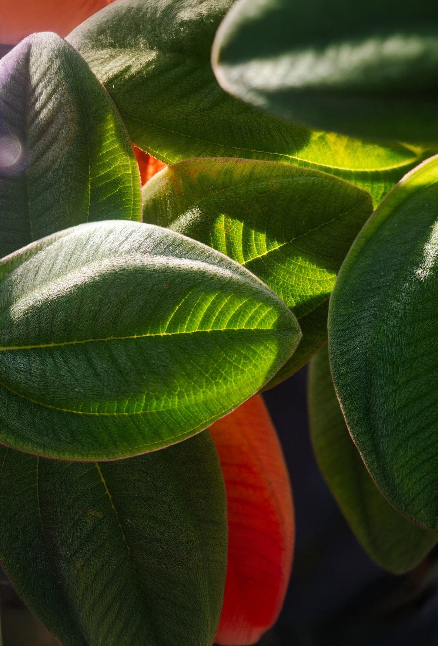 Cycloverdyl Propionate