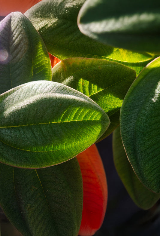 Cycloverdyl Propionate