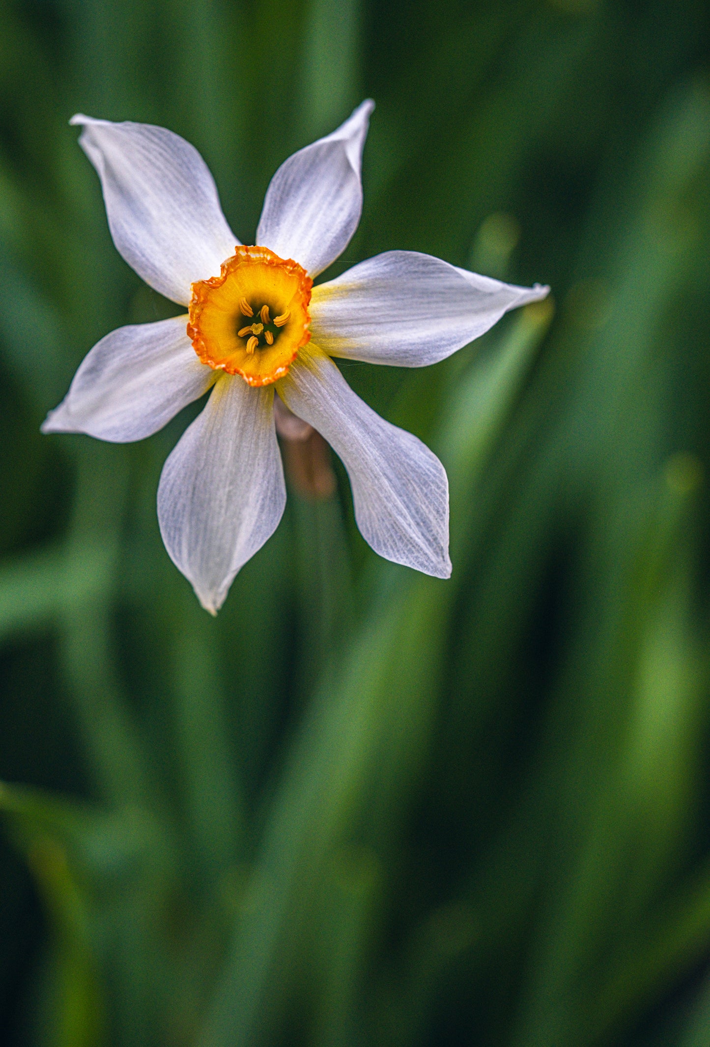 Narcisse Base 184092D
