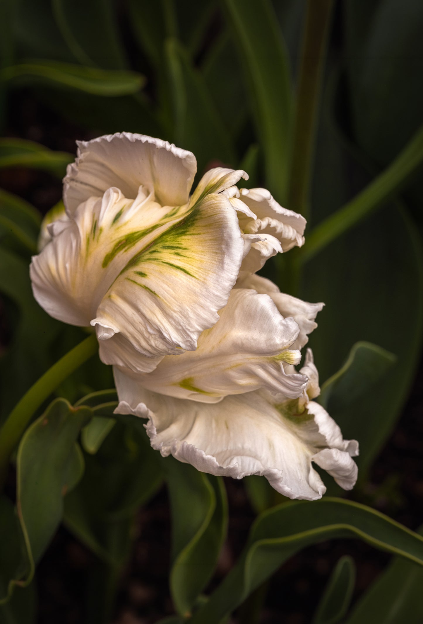 Orris Root CO2