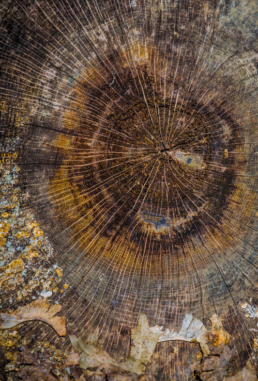 Sandalwood Oil, Australia