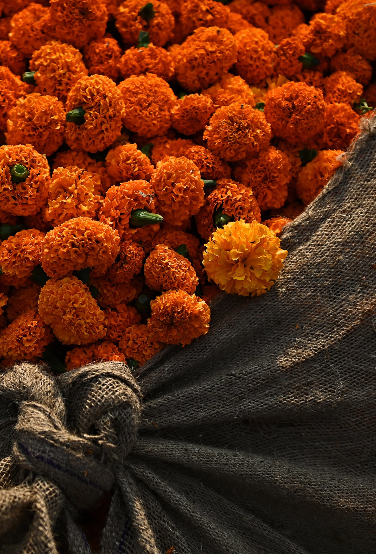 Tagetes Oil