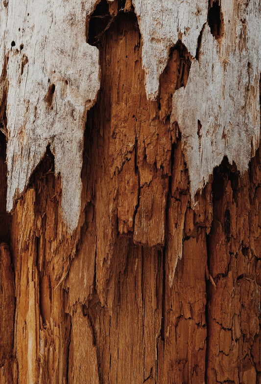Agarwood Boya Oil
