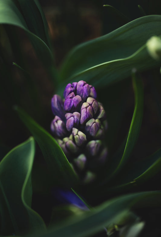 Hyacinth Body No. 3