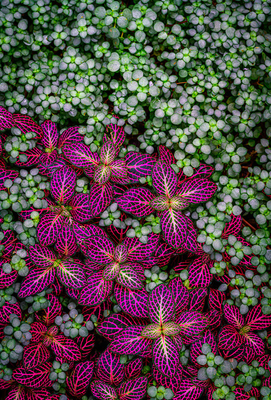 Sarriette Base 199618