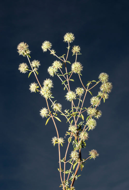 Wild Marjoram Oil