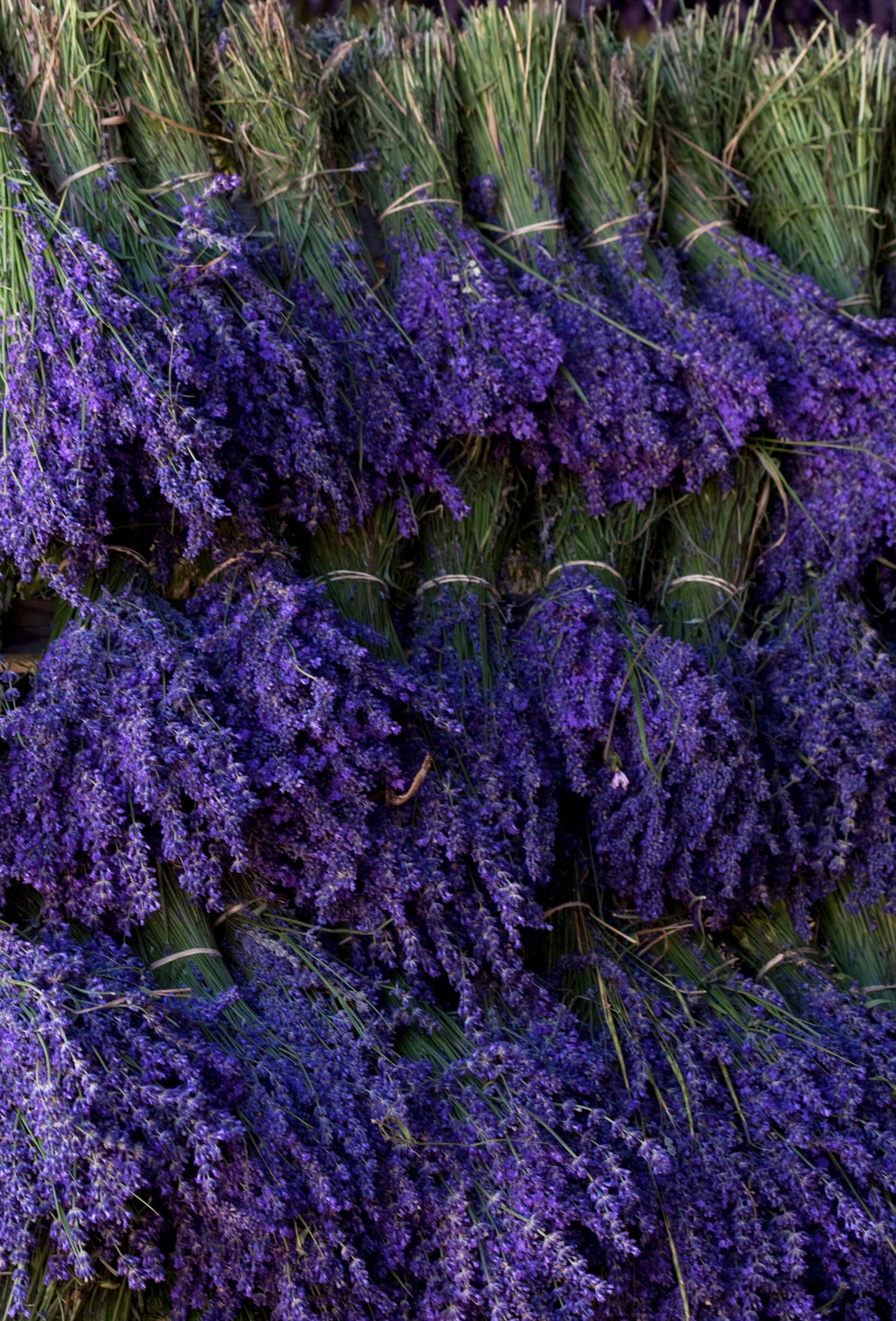 Lavandin Absolute Enfleurage