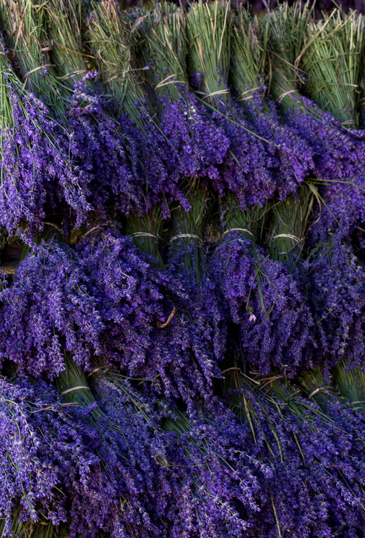 Lavandin Absolute Enfleurage