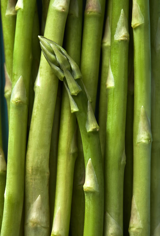 Asparagus Twigs Absolute