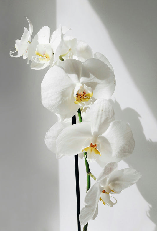 2-Ethylhexyl Salicylate