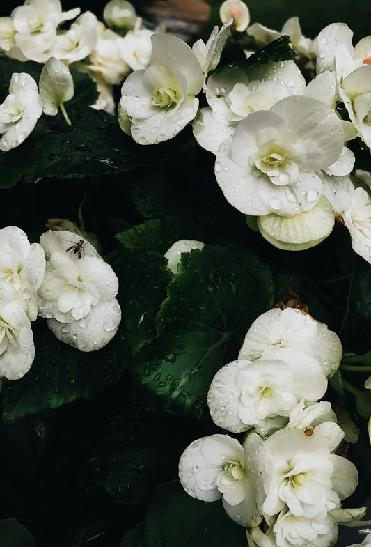 Cyclomethylene Citronellol