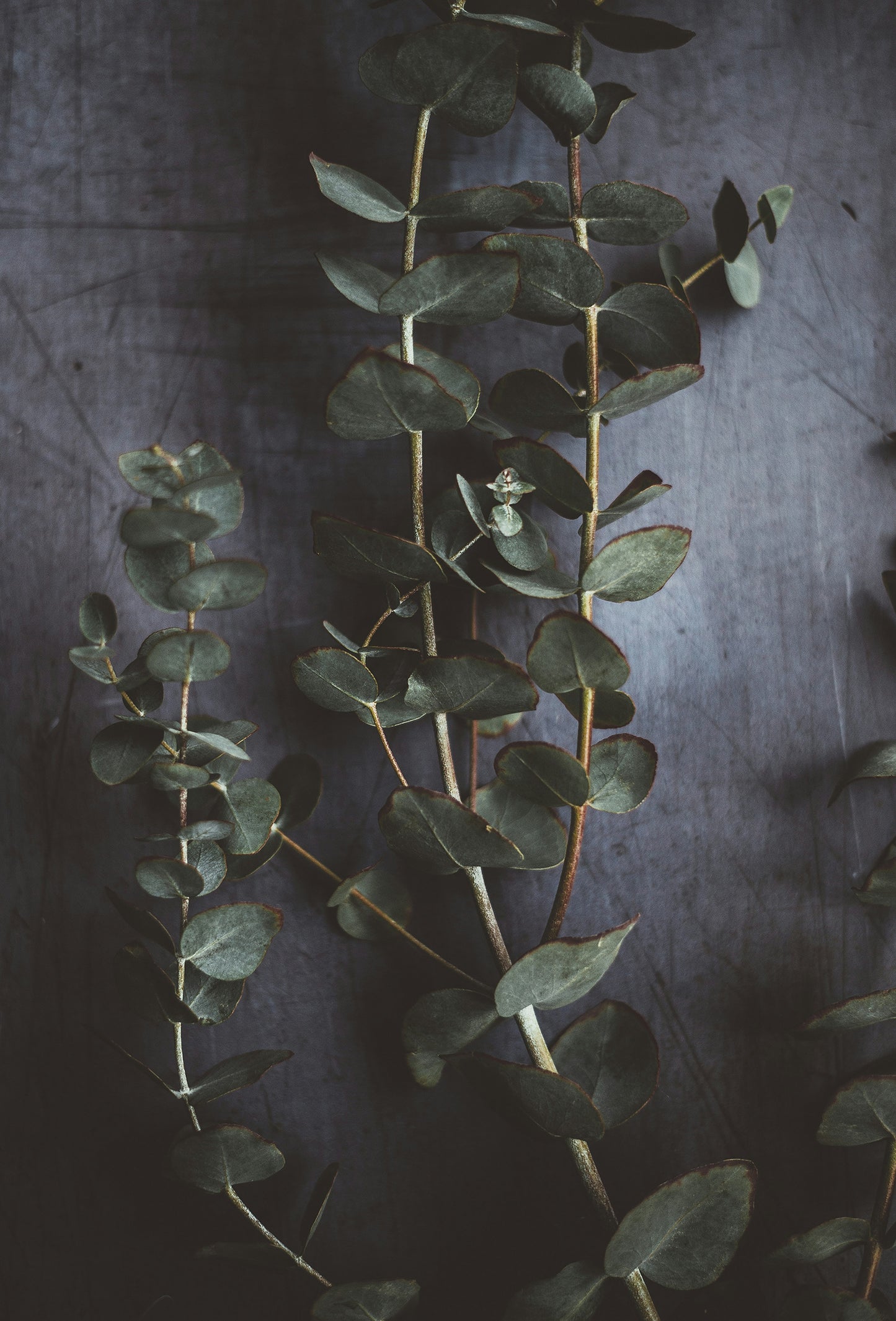 Eucalyptus Oil, Globulus