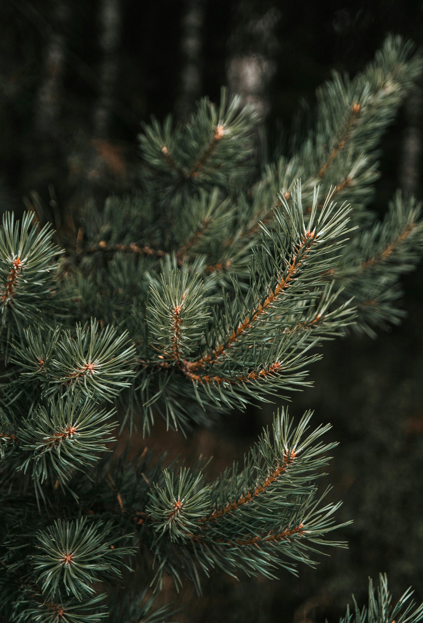 Terpinolene, Rectified