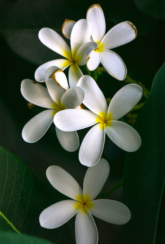 Frangipani Absolute