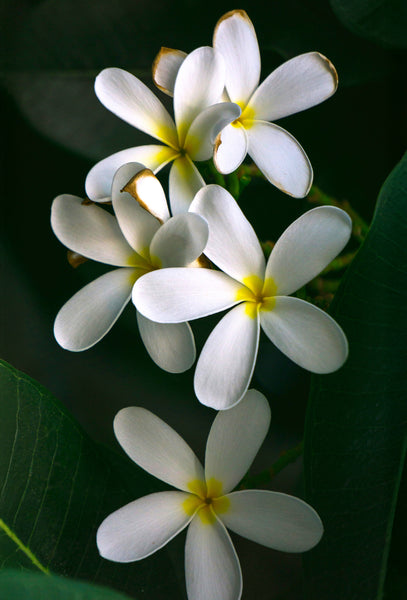 Frangipani Absolute – Fraterworks