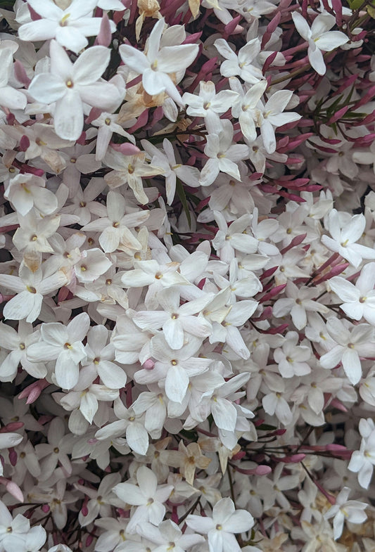 Jasmine Grand “Enfleurage” CO2