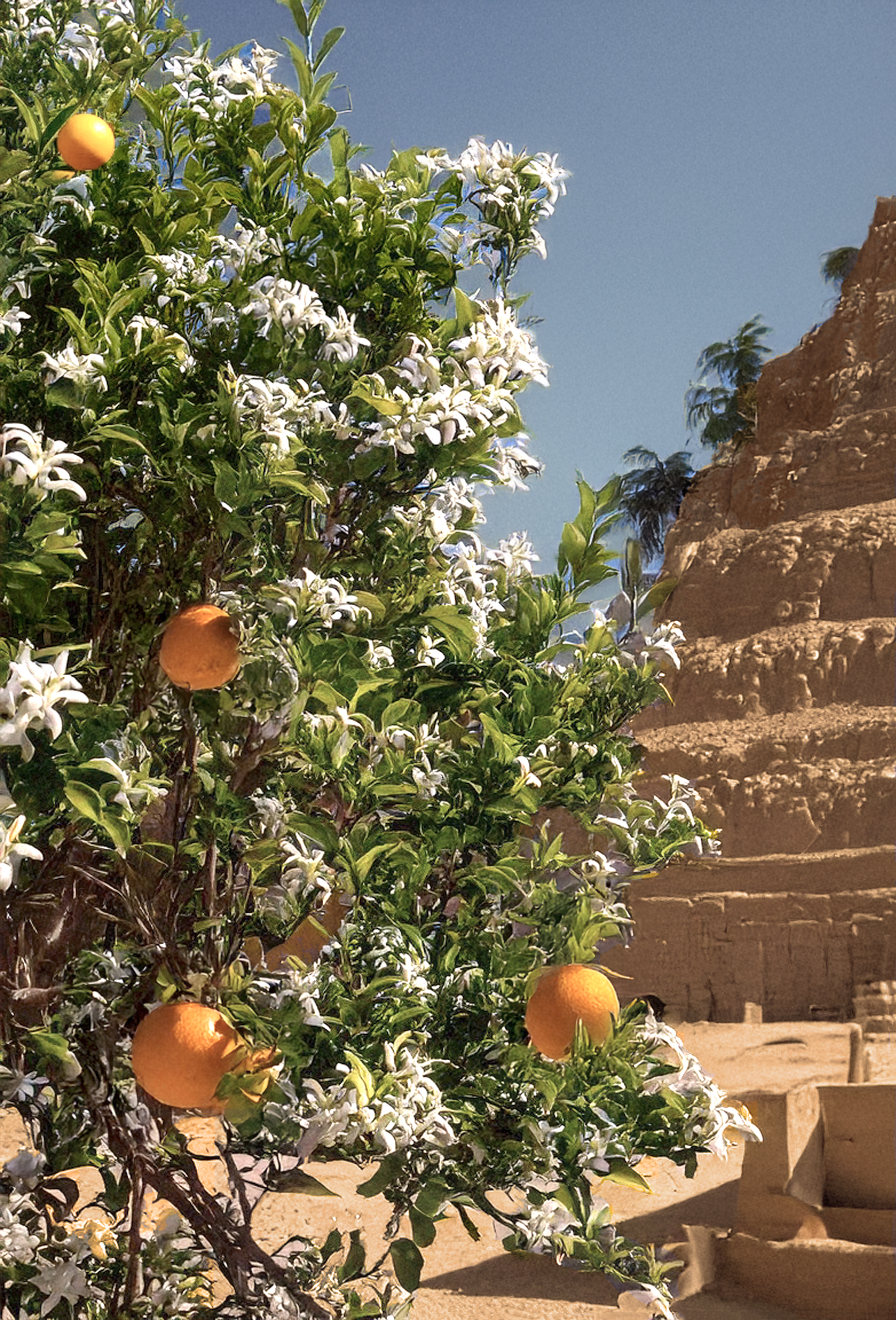 Orange Flower Absolute, Egypt