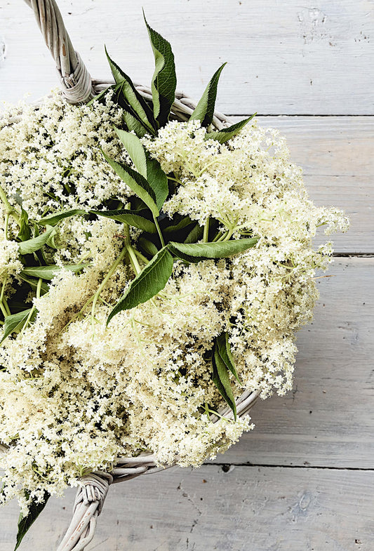 Elderflower TruAbs®