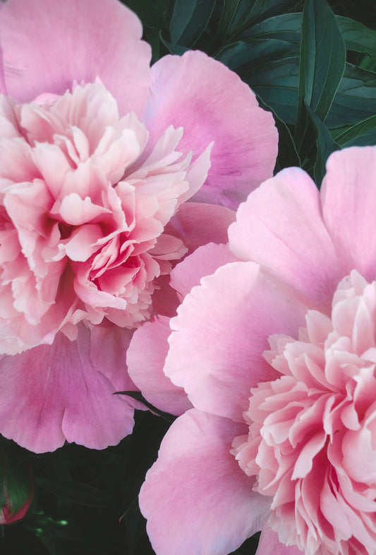 Pink Carnation, Natural
