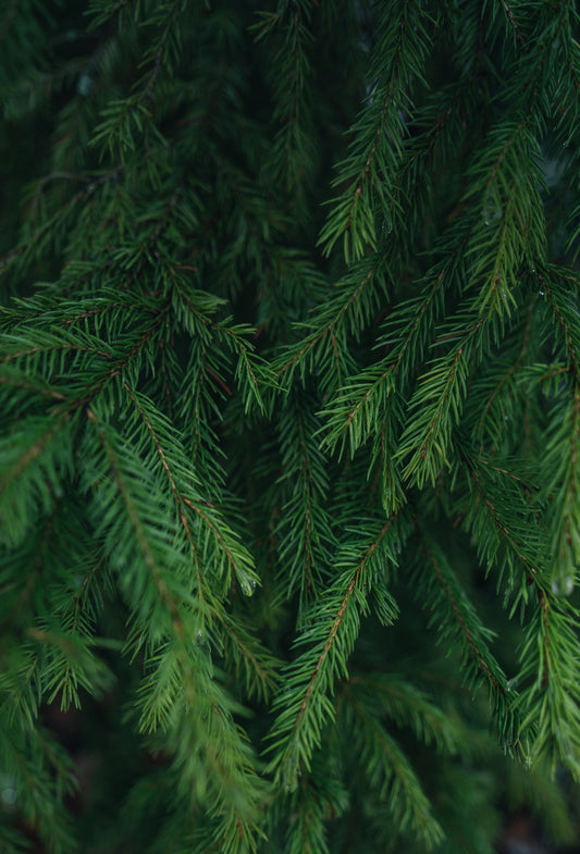 Fir Balsam Absolute