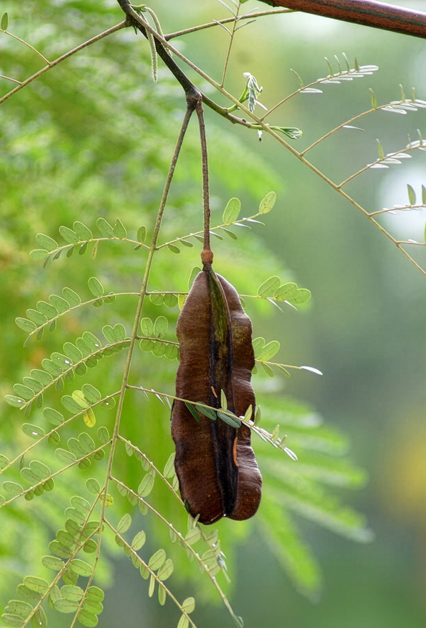 Four Corners Resinoid