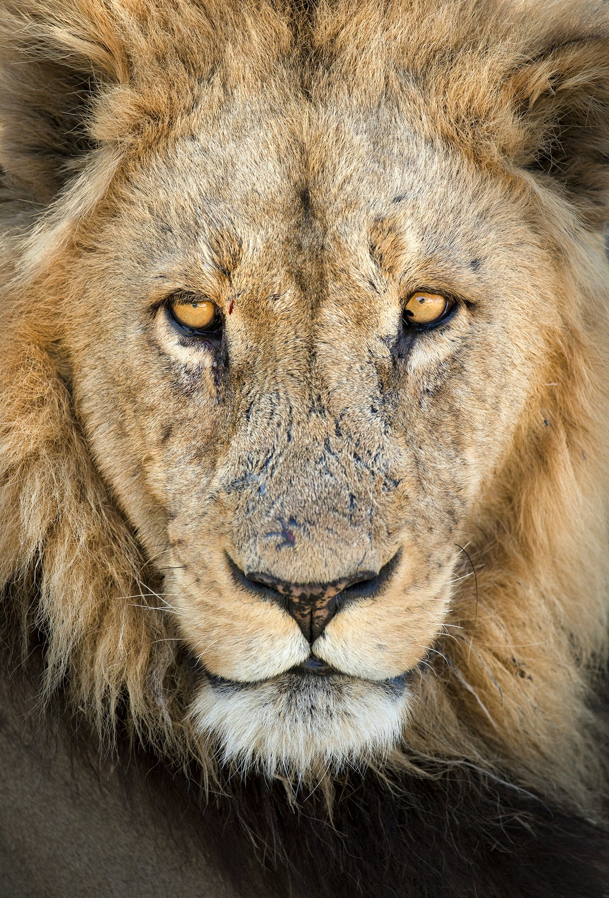 Zambezi