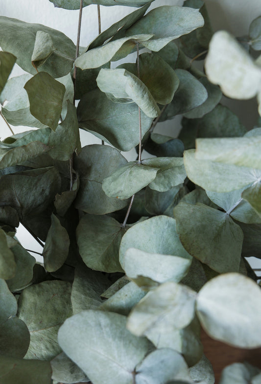 Eucalyptus By-Absolute