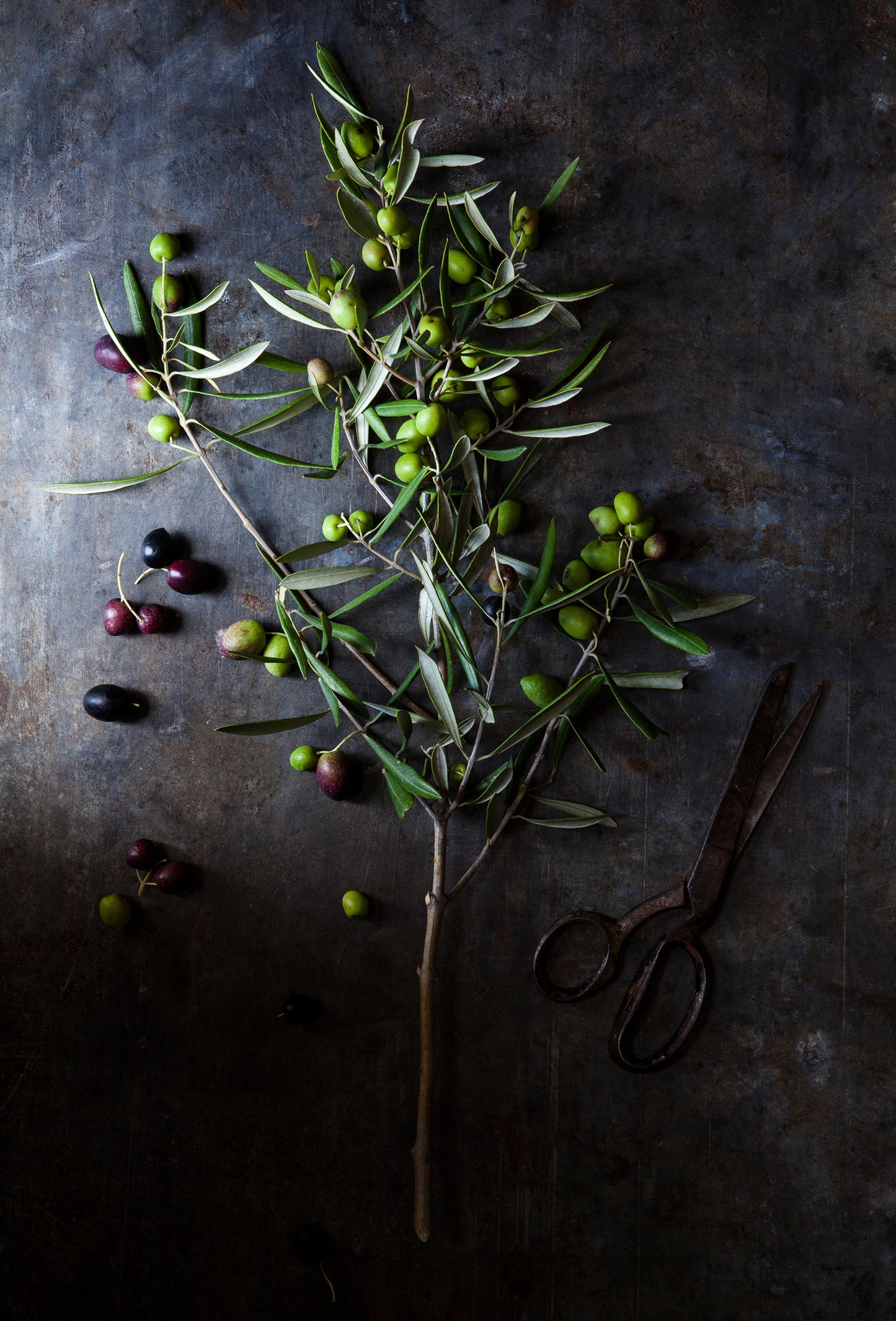 Olive Fruit Absolute