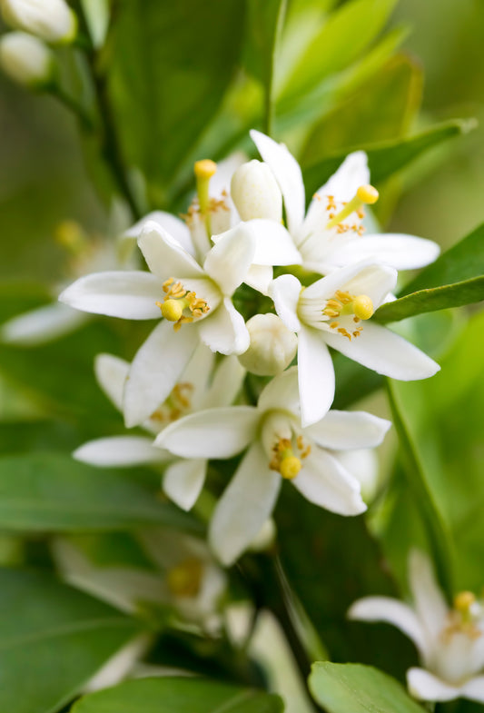 Neroli Oil, Tunisia