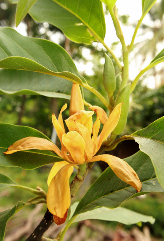 Red Champaca Absolute