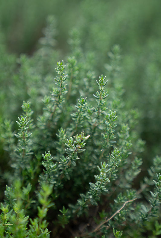 Terpinene Gamma