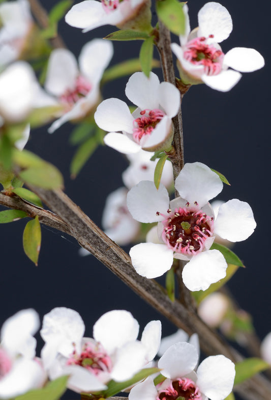 Manuka Oil βTK25+