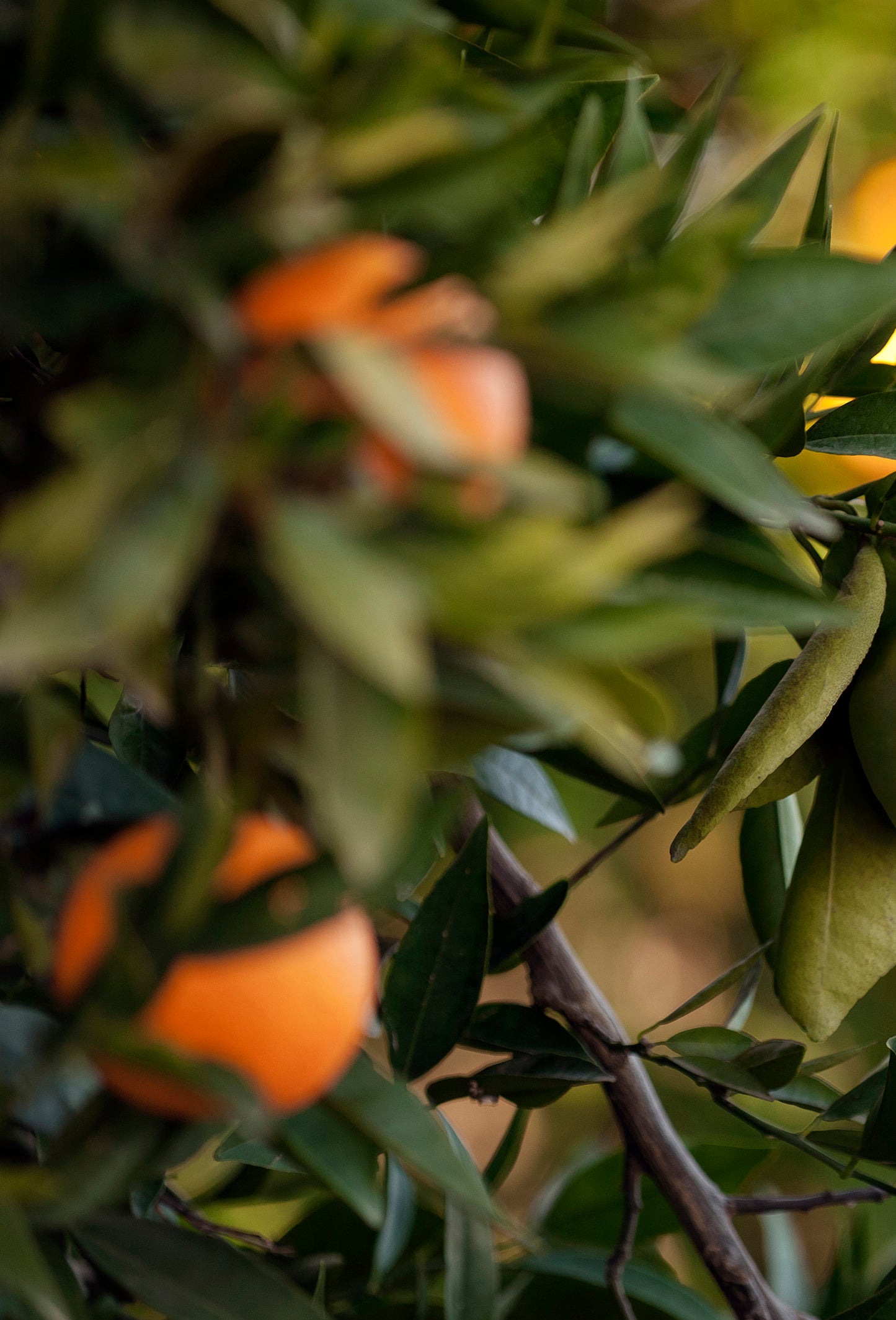 Eau de Brouts Absolute