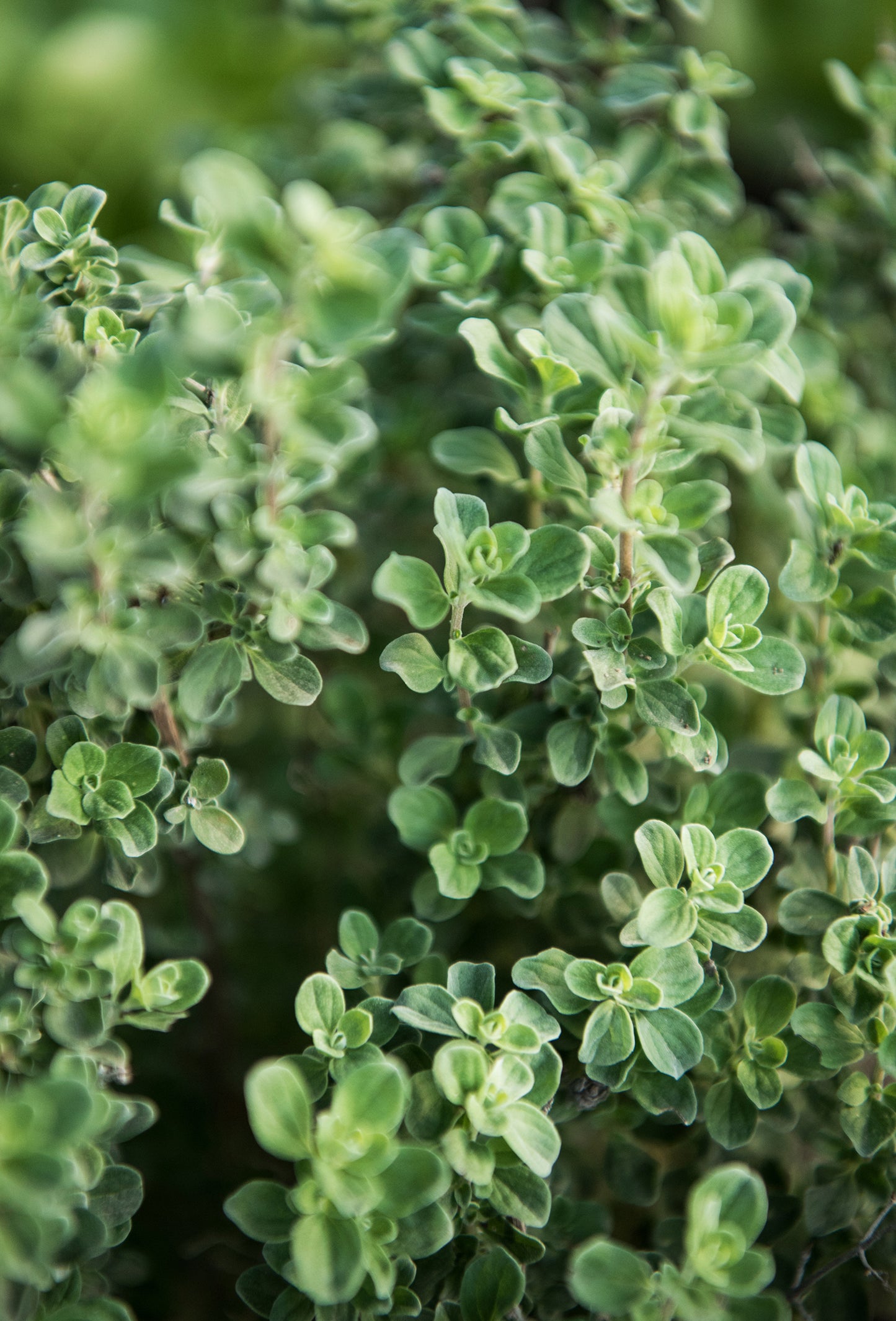 Terpinene-4-Ol