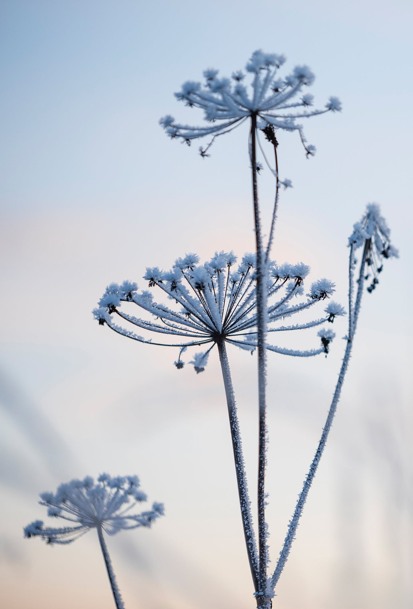 Angelica Glauca Oil