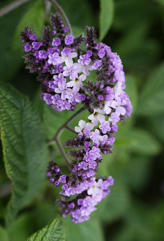 Heliotrope Flowers, Natural