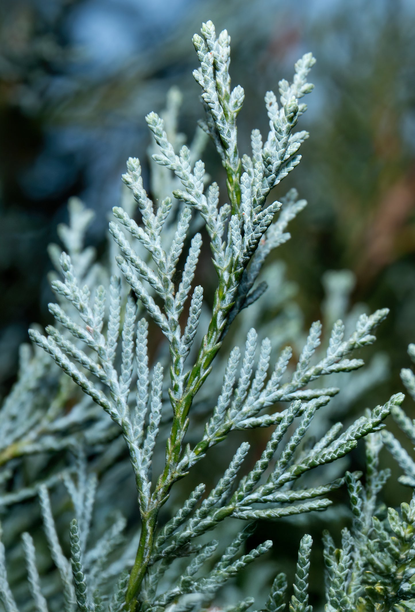 Blue Cypress Oil