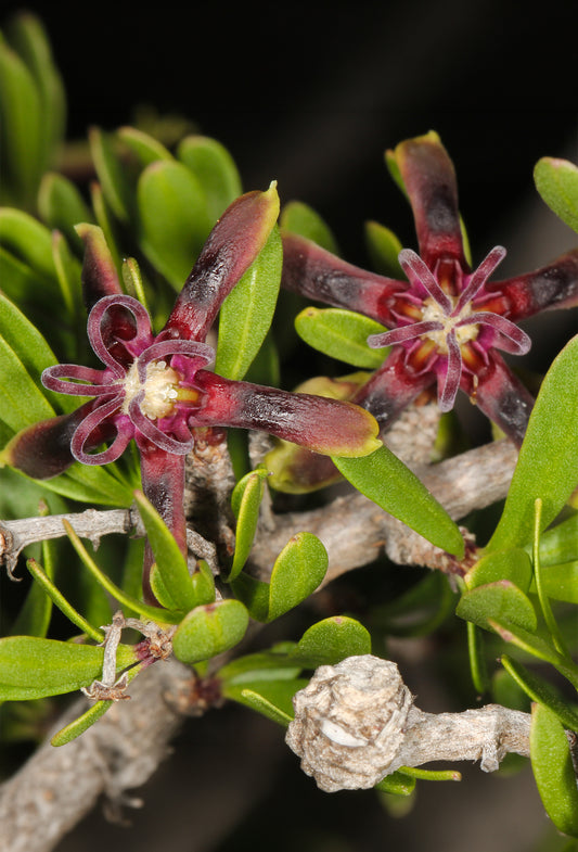 Periploca Root Oil 10% TEC