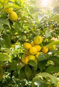 Petitgrain Citronnier Oil