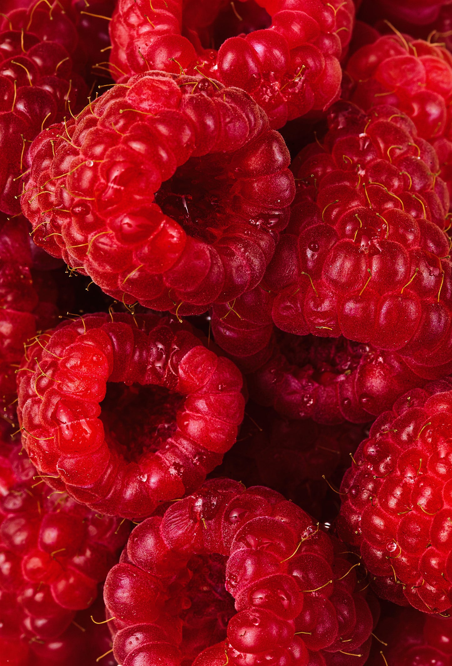 Framboise Base 184039 D