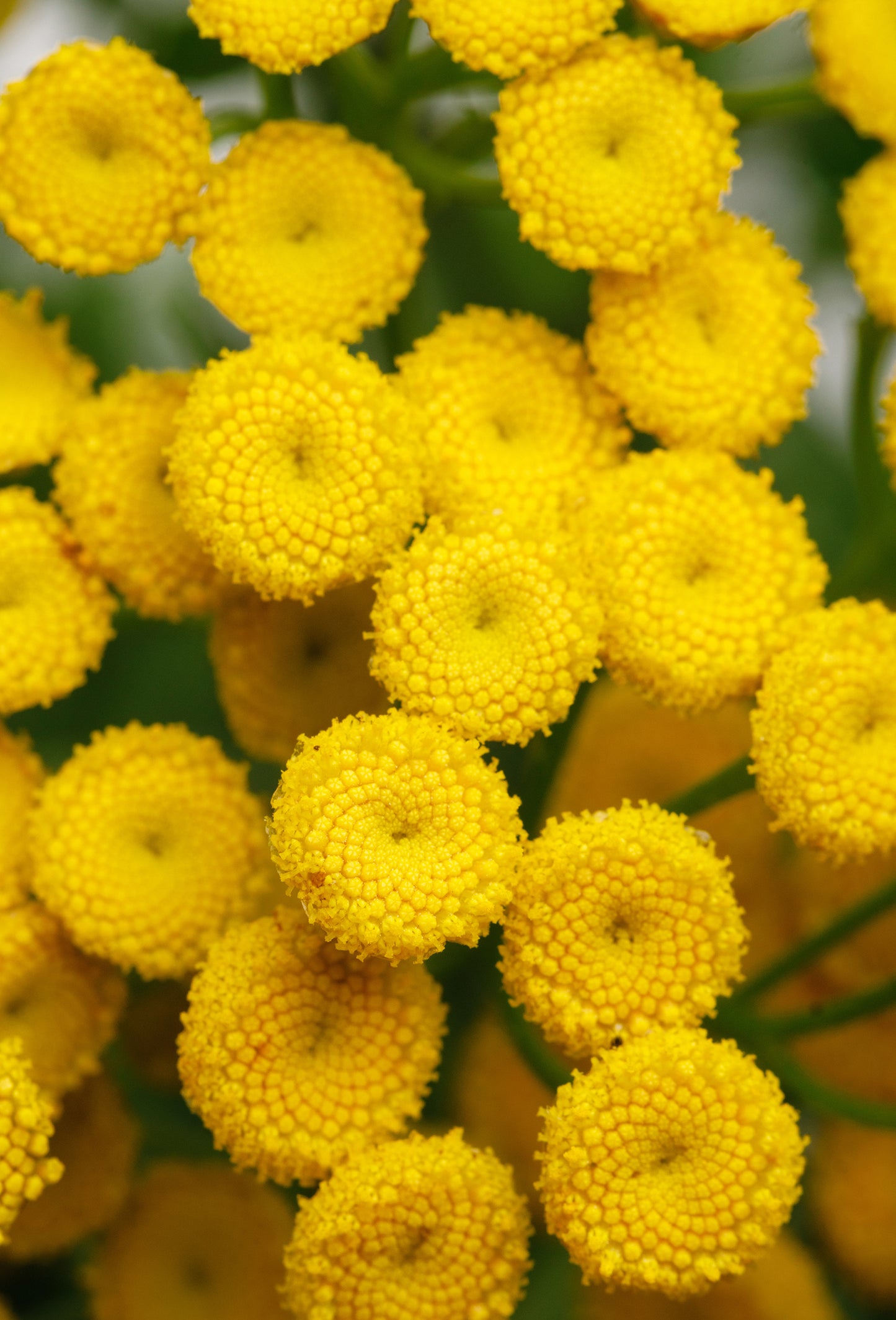 Blue Tansy Oil