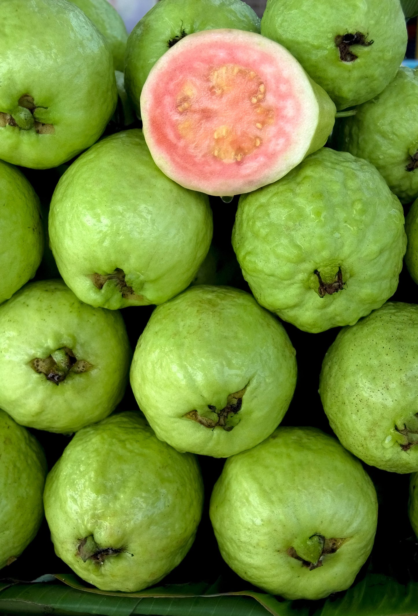 Guava Base 270237