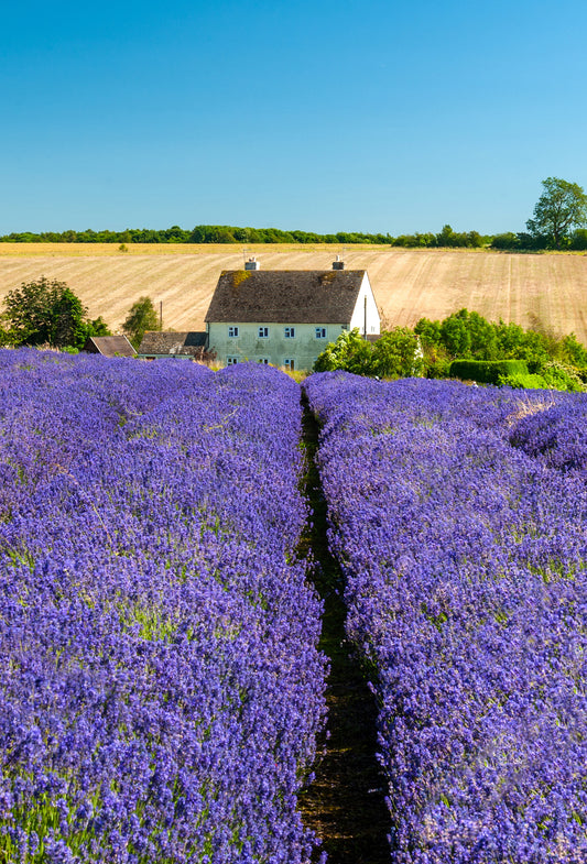 Lavender Oil, English