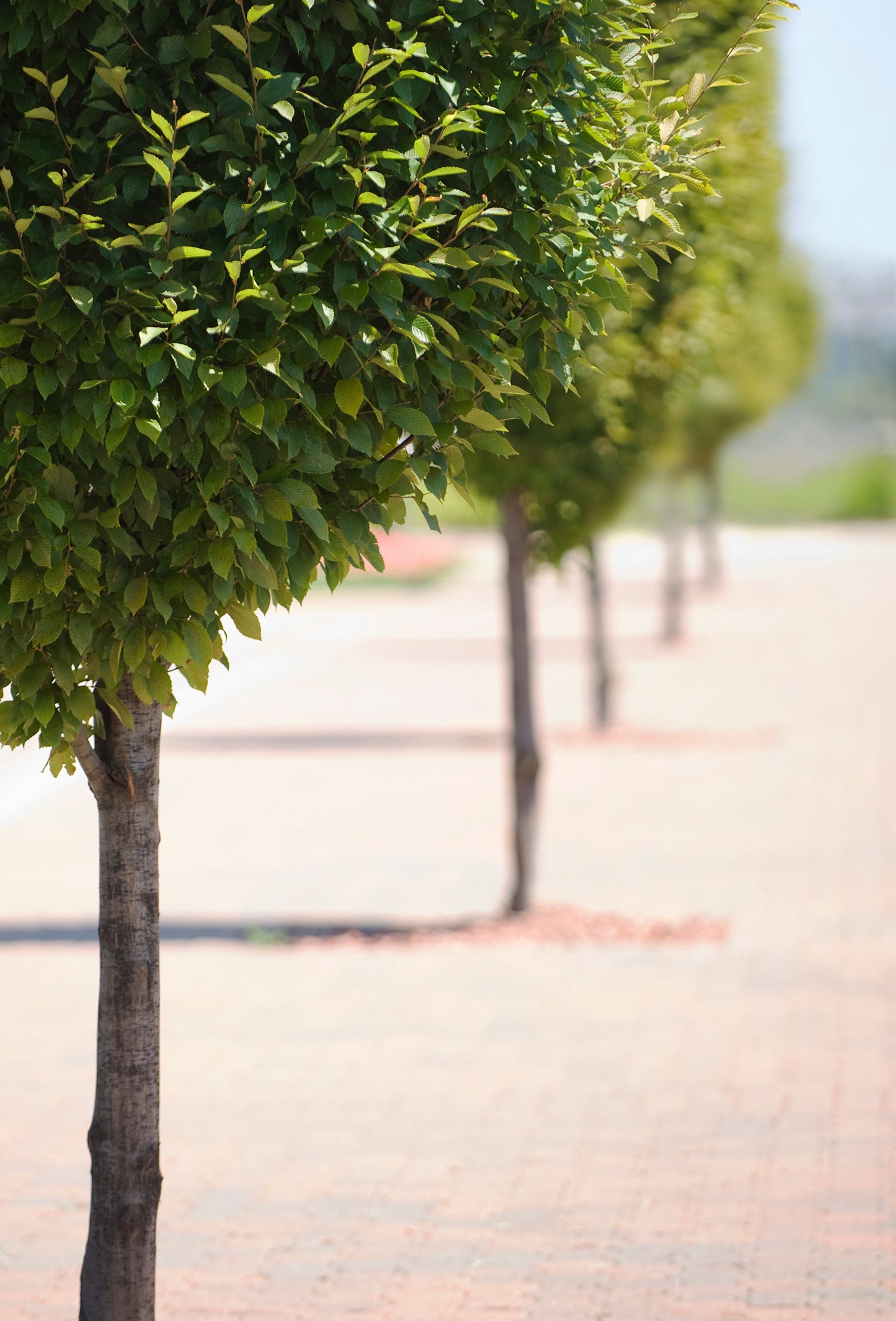 Boxtree Absolute 50% TEC – Fraterworks