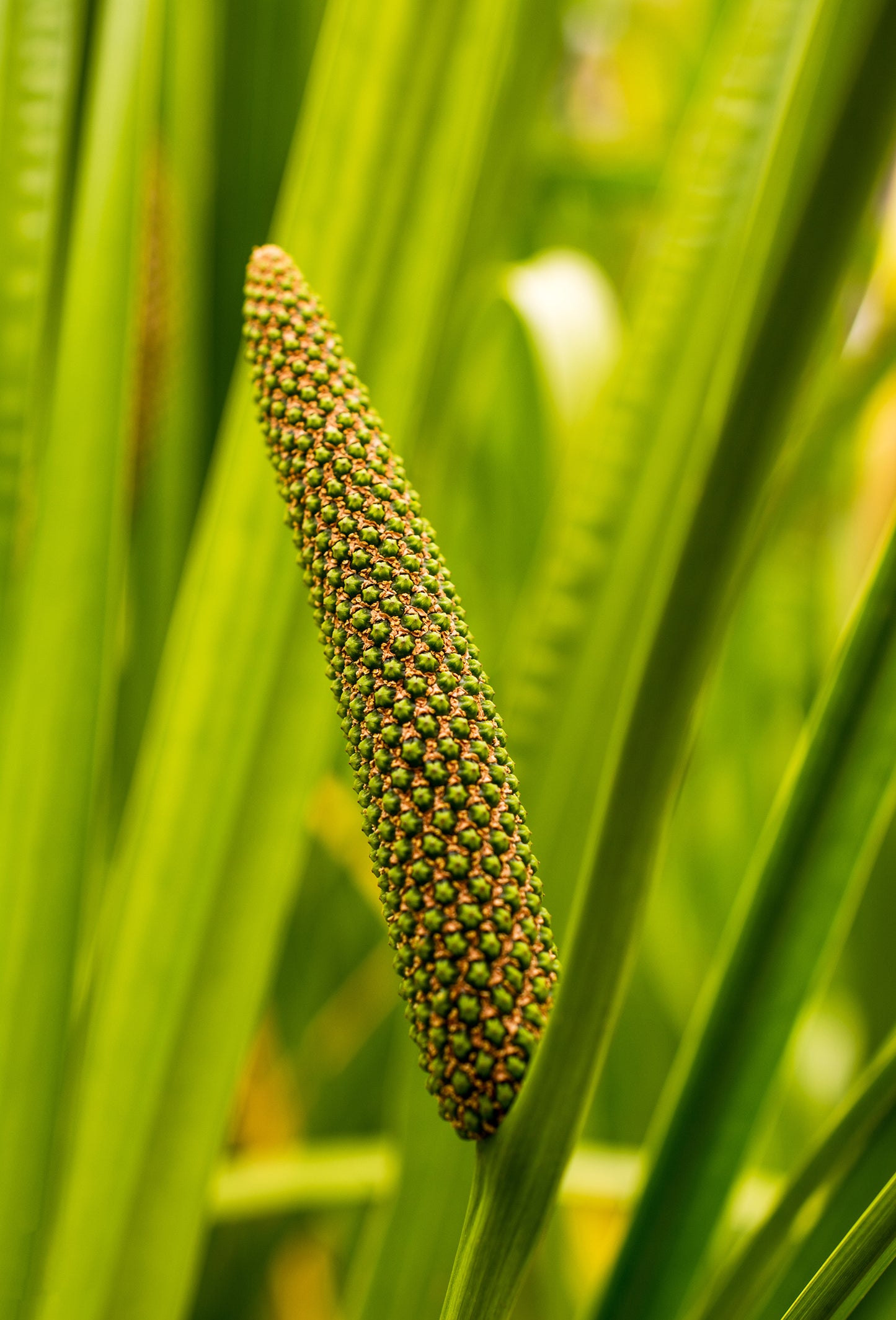 Calamus Root Oil